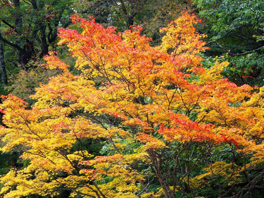 Kose Onsen Hotel Karuizawa Buitenkant foto